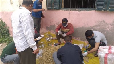 زراعة البحيرة تقاوم 273 ألف فدان من القوارض استعدادا للموسم الصيفي