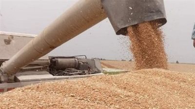 توريد 446 ألف طن أقماح لصوامع الشرقية حتى اليوم 