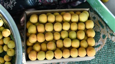 أسعار الفاكهة اليوم، 40 جنيهًا أعلى سعر لكيلو المشمش في سوق العبور