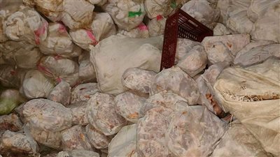 ضبط 20 طن دواجن فاسدة داخل ثلاجة لحفظ السلع الغذائية بالعجوزة| صور