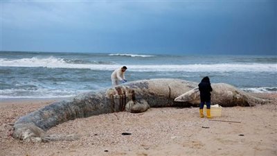 نفوق 477 حوتا بسبب جنوح جماعي بنيوزيلندا