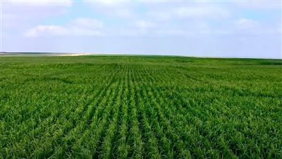 الانتهـاء مـن استصلاح وزراعة 350 ألـف فـدان من مشروع مستقبل مصر 