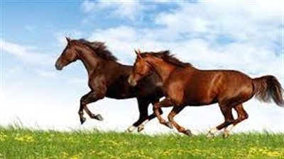 تفسير حلم الحصان في المنام وعلاقته بالشرف والعزة والحظ السعيد