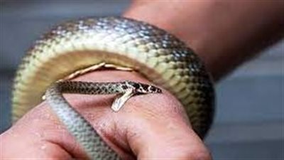 ربة منزل تتعرض للدغة ثعبان في الدقهلية 