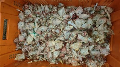 مصادرة 11 طن دواجن فاسدة داخل ثلاجة بالجيزة