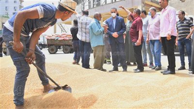 توريد 98 ألف طن قمح لـ22 موقعا تخزينيا بالغربية