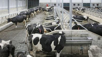 رئيس قطاع الثروة الحيوانية يكشف تفاصيل خطة تحسين السلالة | فيديو