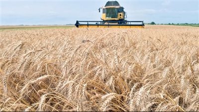 تفسير رؤية سنابل القمح في المنام وعلاقتها بالبخل 