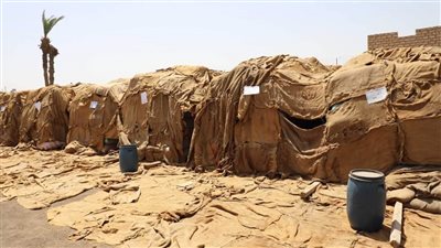 شون وصوامع المنيا تستقبل 309 آلاف طن قمح