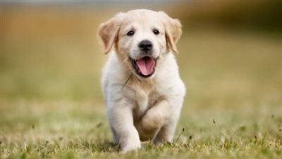 تعويض لإسباني بعد مرضه بسبب نباح كلاب جيرانه