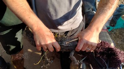 غدا.. بيطري المنوفية تسلم 