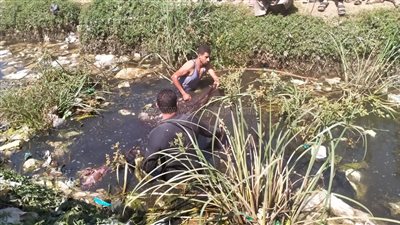 الاستعانة بصيادين الشبك لضبط التمساح بإحدى الترع في المنوفية | فيديو وصور
