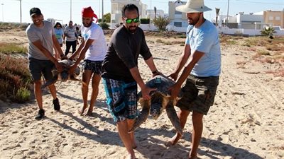 تونس: إطلاق ثلاث سلاحف بحرية من نوع 