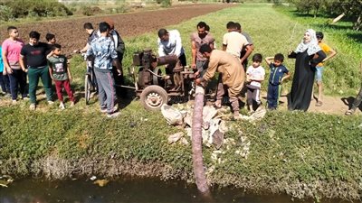 إجراءات محافظة المنوفية للإمساك بتمساح نجع العرب| فيديو