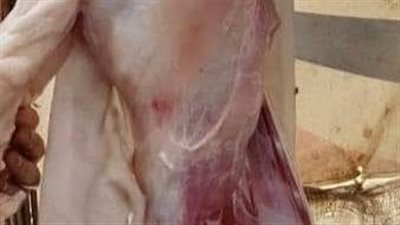 ضبط لحوم مذبوحة خارج المجازر الحكومية بالإسماعيلية | صور 