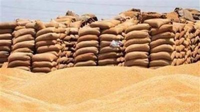 شون الفيوم تتسلم ١١٠ آلاف طن قمح من المزارعين