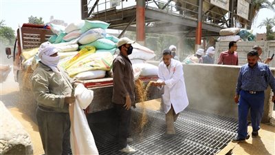 محافظ سوهاج يتابع توريد القمح للشون والصوامع 