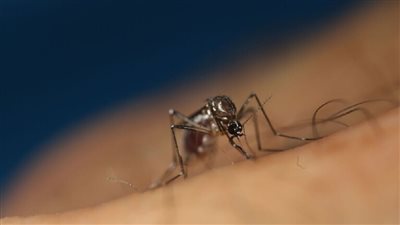 الهند تخطط لإنتاج لقاح لحمى الضنك