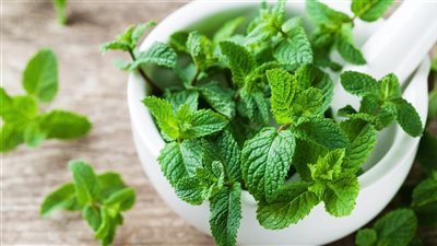 تفسير رؤية النعناع في المنام وعلاقته بالحياة الزوجية المستقرة