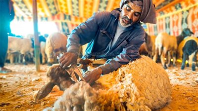 مهن مطروح التراثية.. جز صوف الأغنام في الصحراء | فيديو 