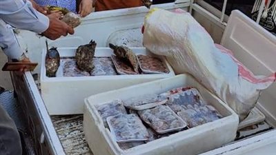 ضبط 125 كيلو طيور مجهولة المصدر ومضروبة بالطلق النارى في الجيزة | صور