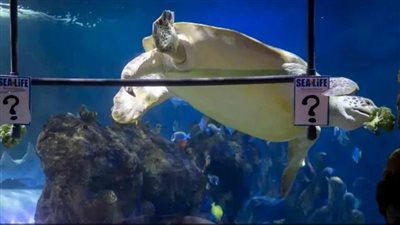 على خطى الأخطبوط بول.. سلحفاة تتوقع نتيجة نهائي دوري أبطال أوروبا