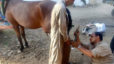  “البيطار” مهنة تقاوم الاندثار.. تركيب حدوات الخيول والحمير تحمي الدابة من الأرض الصلبة.. ووسائل النقل الحديثة أثرت سلبًا على العاملين بها | صور 