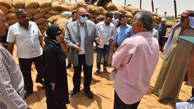  توريد 134 ألف طن قمح محلي بـ 30 شونة وصومعة بأسيوط 