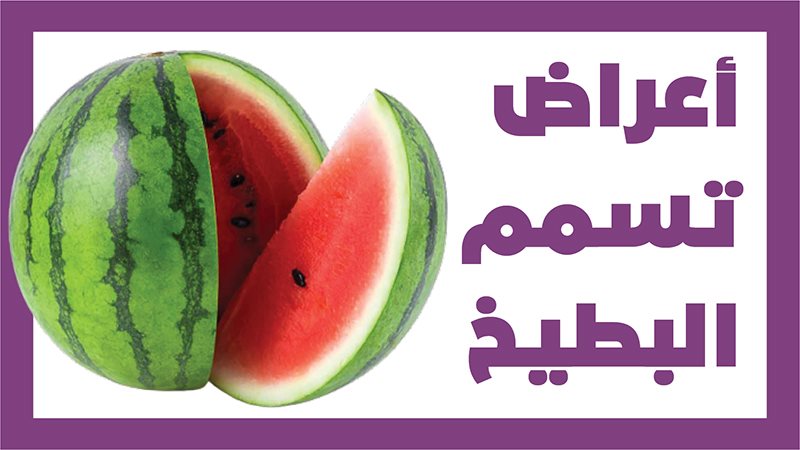 البطيخ
