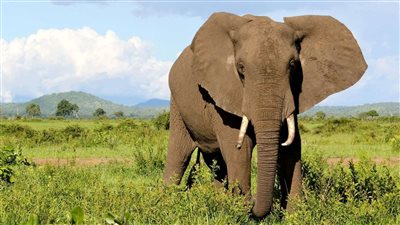  تفسير رؤية الفيل في المنام وعلاقتها بالحصول على ثروة كبيرة 