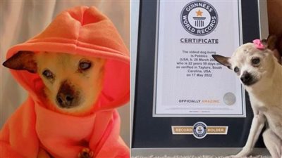 أكبر كلبة في العالم تزيح 