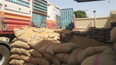 الزراعة تنتهي من توفير تقاوي القمح للموسم الجديد بمشروع مستقبل مصر