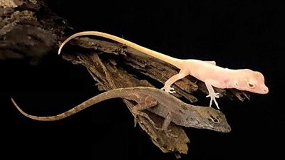 البرية الجامحة.. تفاصيل اكتشاف أنواع نادرة من السحالي في البيرو | صور 