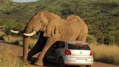 غضب عمالقة الغابات.. عنف الأفيال مع البشر | فيديو