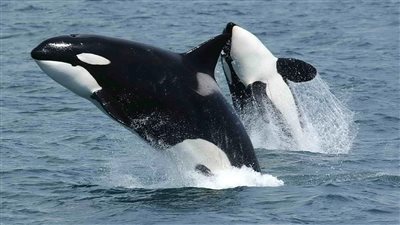 حوت قاتل يثير الرعب في فرنسا 