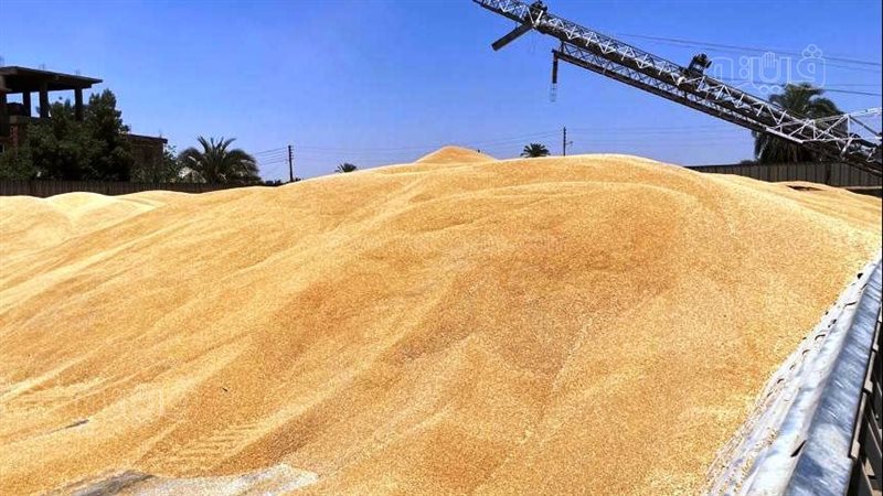 القمح