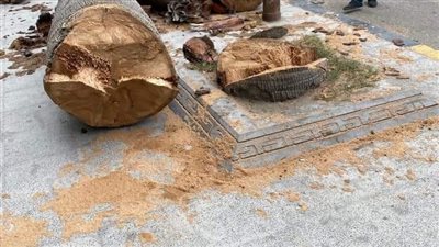 حملات لقطع الأشجار بالإسكندرية.. والمحافظة: زراعة نخيل بدلا منها | صور 