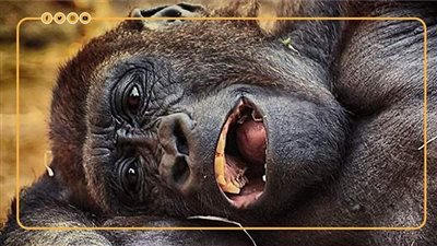 منظمة الصحة العالمية: غير وارد تحول جدري القرود لجائحة