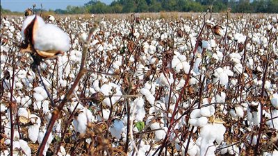 جمعية قطن مصر: الشراكة مع UNECE لنشر تقنية بلوك تشين لتعزيز استدامة توريد المنتجات