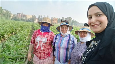 الإيد الشقيانة كلها خير.. جني محصول الباذنجان بالدقهلية.. والسيدات يتصدرن المشهد | فيديو 