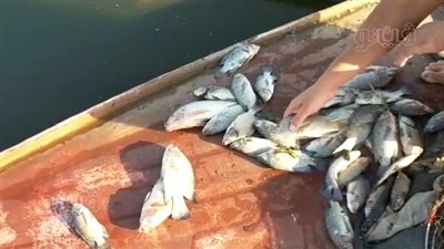 صيادين بقرية في المنوفية: السمك بيموت وإحنا معاه | فيديو