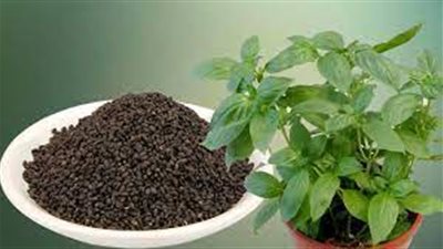 فوائد الريحان، يقلل من التوتر والاكتئاب ويحمي البشرة من الشيخوخة