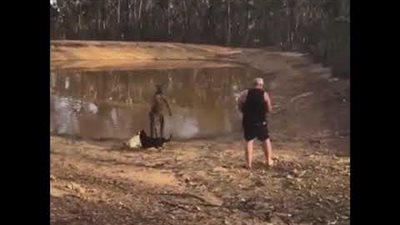 البرية الجامحة.. شجار عنيف بين رجل وكنجر متوحش