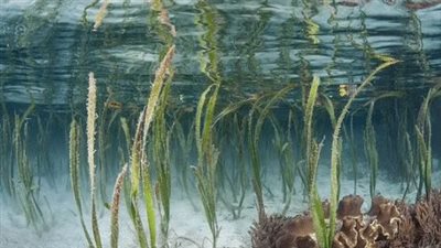 اكتشاف عشبة بحرية في أستراليا تعود لزمن بناء الهرم الأكبر بمصر| صور 