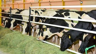 البنك الزراعي المصري يقدم تسهيلات ائتمانية جديدة لصغار مربي الماشية بالفيوم