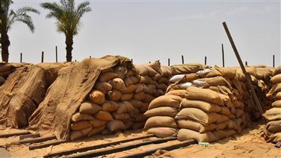 شون وصوامع أسيوط تستقبل 149 ألف طن قمح