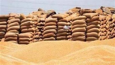 شون الفيوم تتسلم 145 ألف طن قمح من المزارعين 