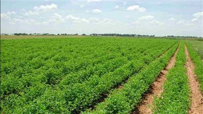 الترخيص شرط تخصيص أراضٍ للتوسع الزراعى الأفقى بقانون الموارد المائية