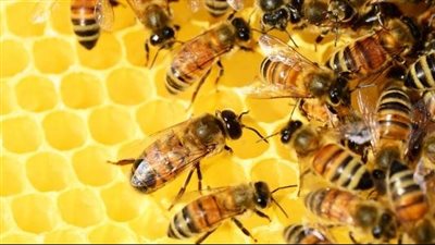 محكمة أمريكية تصنف النحل ضمن الأسماك