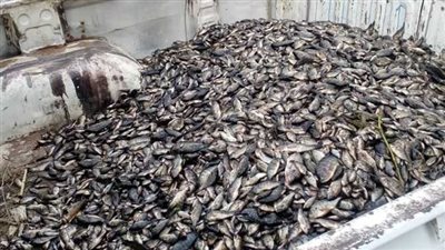 حقيقة ظهور ديدان الأسماك في نهر النيل بقرية ميت دسيس بالدقهلية | فيديو